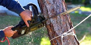 How Our Tree Care Process Works  in  Skagway, AK
