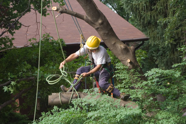 Leaf Removal in Skagway, AK