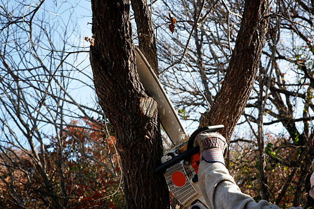 Skagway, AK Tree Care Company